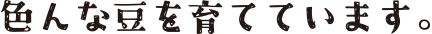 色んな豆を育てています。